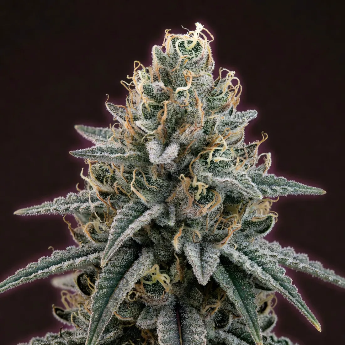 Macro of a frosted cannabis flower bud rich in trichomes, the full-spectrum flower behind the entourage effect, at Dream Daze in Depew, NY.